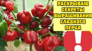 Выращивание сладкого перца от А до Я