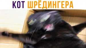 КОТ ШРЁДИНГЕРА)) Приколы с котами