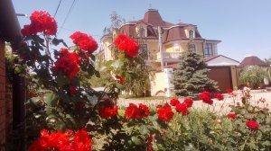 Розы цветут красиво а вода в заливе мутная!