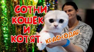 СОТНИ КОШЕК И КОТЯТ. ПОБЫВАЛ НА ВЫСТАВКЕ КОШЕК В КРАСНОДАРЕ 🐱🐱🐱