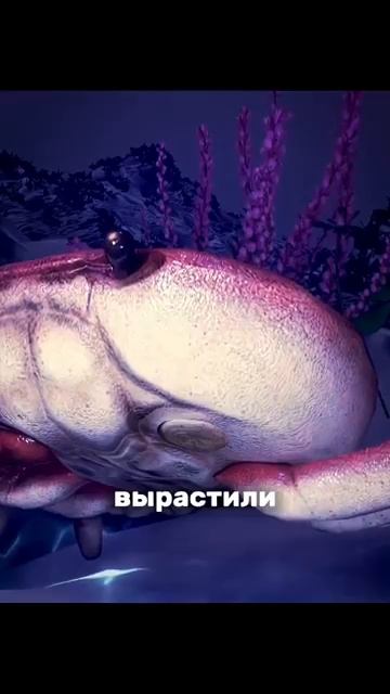 краб которого чуть не съели отращивает новую клешню