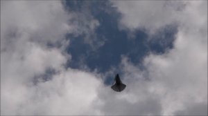 Голуби серпастые молодежь. 14 и 15 июня.