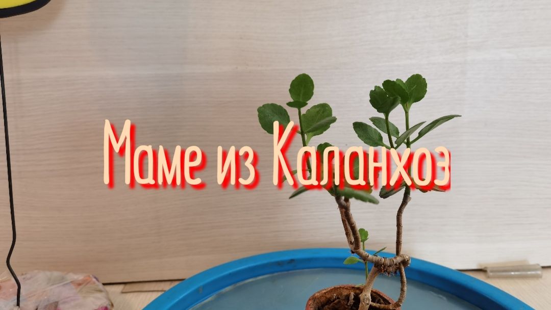 Маме из Каланхоэ