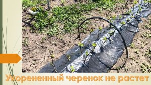 Как укореняю черенки винограда и почему они не растут???