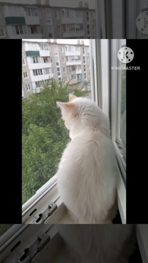 Милота! кошка 2