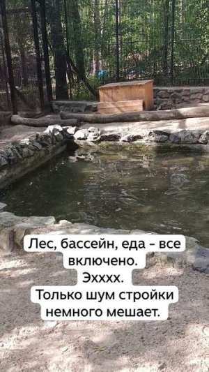 Купание выдры в зоопарке Новосибирска. Спасается от жары.