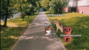 Пов:день моего кота