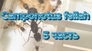 «Африканские муравьи Camponotus fellah: жизнь в египетском формикарии»