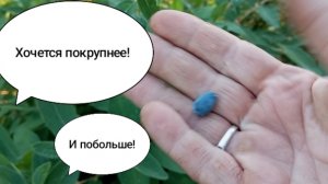 Подкормка жимолости после плодоношения. Готовим будущий урожай.