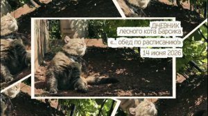 ДНЕВНИК лесного кота Барсика «Обед по расписанию!» - 14.06.2026