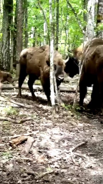 Зубры и зубрята в Брянском лесу 2 камера