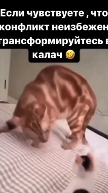 Калач