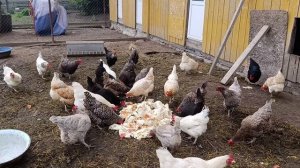 Накрыл поляну в честь дня рождения курочкам 🐔🐓