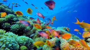 Завораживающий подводный мир.Красивые морские обитатели для снятия стресса и улучшения сна.