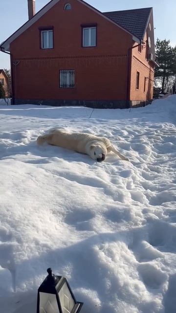 Когда спина чешется, а вокруг только снег 😂❄️