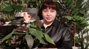 Алоказия Дракон желтеют листики , что делать . Замиокулькас сортовые, пеперомия абрикос.