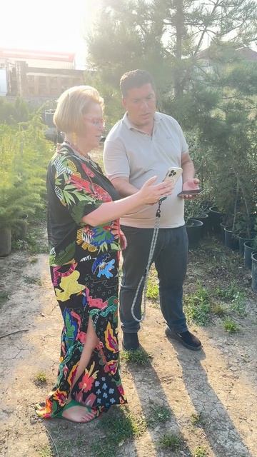 В поисках фестивального древа вместе с его организаторами