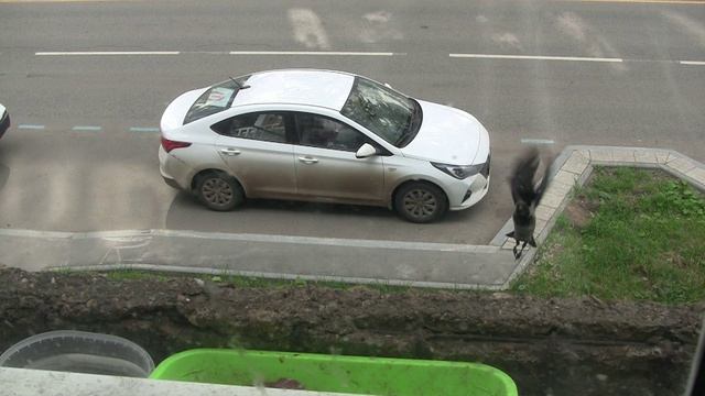 Динозавры 2026 06 15 AVC бз