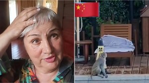 Сбежали от макак. Наше укрытие на ночь в джунглях.
