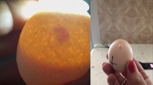 На яйцах появились наклевы, а Полтавскую глинистую проверяю на оплод. Похолодало снова.