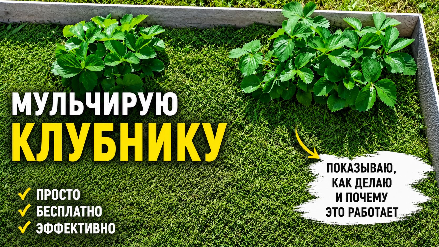 Супермульча для клубники без затрат и хлопот! Рассказываю о своем способе
