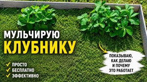 Супермульча для клубники без затрат и хлопот! Рассказываю о своем способе