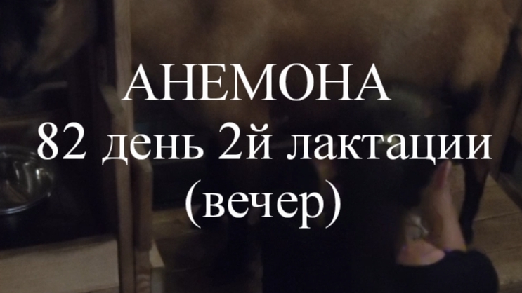 АНЕМОНА кн50 82 день 2й лактации (вечер)