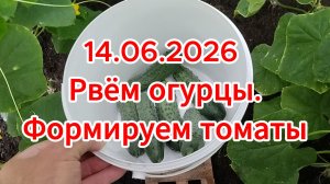 14.06.2026 Рвём огурцы. Формируем томаты