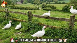 Сельские мотивы 🐏🐓🐇 Видео для души и радости 🌞 (13)