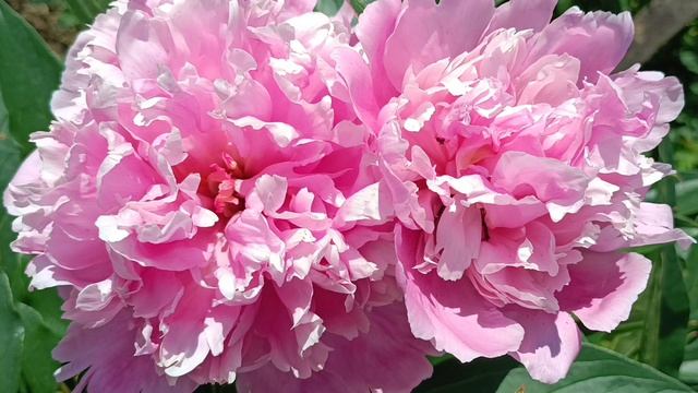 16.06.2026🌸🌸🌸🍃 смотреть онлайн