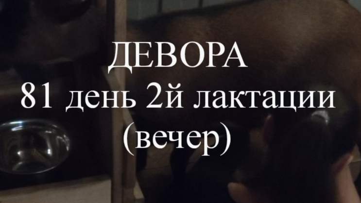 ДЕВОРА кн50 81 день 2й лактации (вечер)
