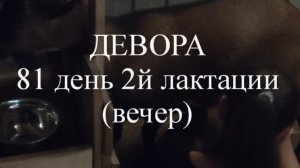 ДЕВОРА кн50 81 день 2й лактации (вечер)