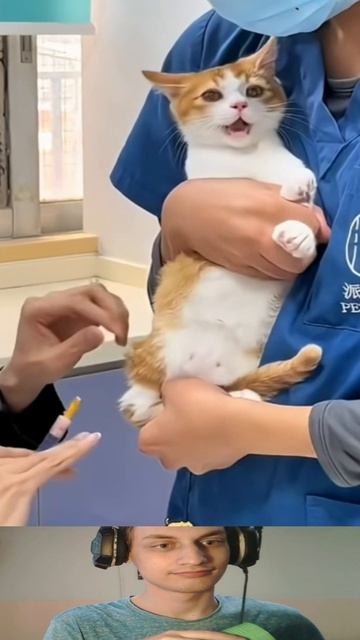 Коты против Ветеринаров