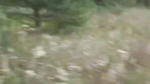 Английский сеттер EDO od RACE работа по вальдшнепу