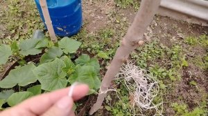 Один день из реальной жизни в деревне// Натворили дел//Селяночка//