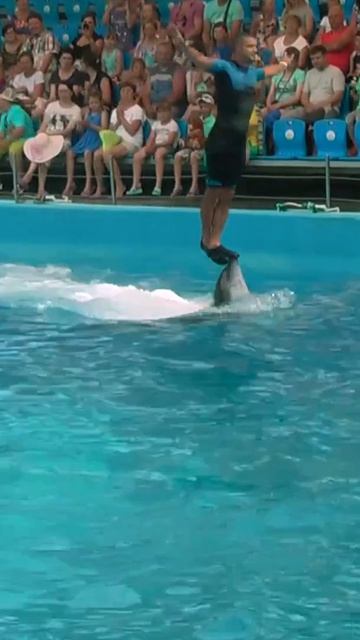 Момент, который мы не забудем: дельфин несёт человека 🐬💦 Голубицкая