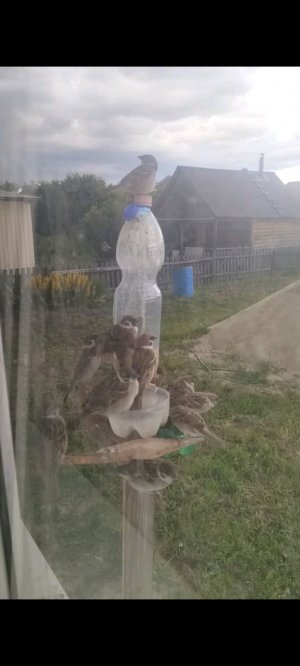Воробьи на летней кормушке онлайн!!!!