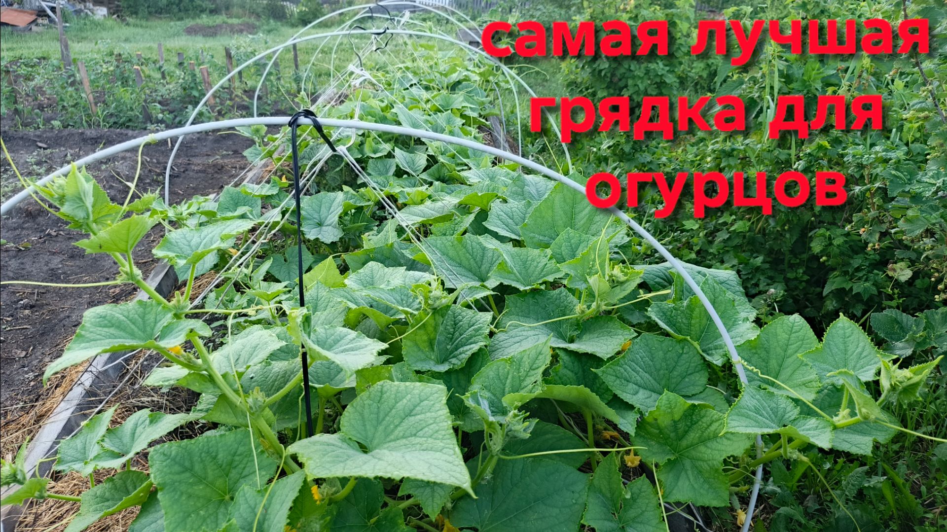 Самая лучшая грядка для огурцов Все растет лучше чем в теплице