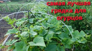 Самая лучшая грядка для огурцов Все растет лучше чем в теплице