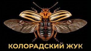 Колорадский жук. Самый непобедимый вредитель на планете