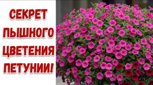 Секрет ЦВЕТЕНИЯ ПЕТУНИИ! 3 основные правила выращивания петунии для пышного цветения!