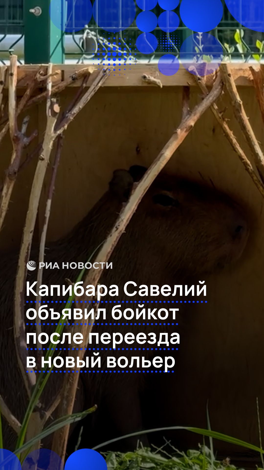 Капибара Савелий объявил бойкот после переезда в новый вольер