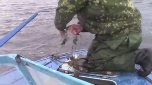 КАТЕР ВЕТРОМ НАКЛОНИЛО! РЫБУ СТАЛО УДОБНЕЕ СОБИРАТЬ ПРЯМО В ЛЮК! РЫБАЛКА В ШТОРМ ЗА ОСТРОВАМИ!