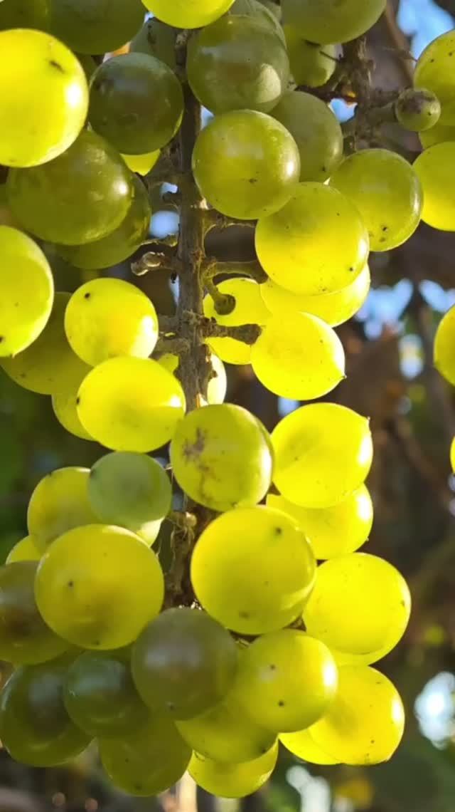 Основы виноделия🍇🍷🌞!