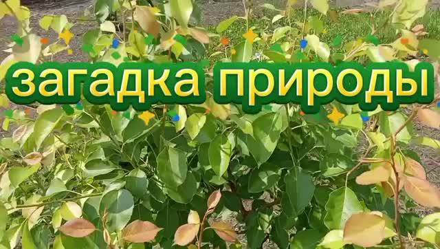 Загадка природы . Повторное цветение груши. смотреть онлайн