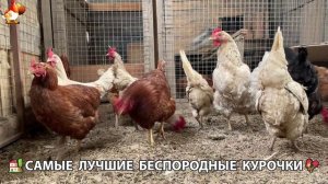 Цыплята и Курочки селяночки лучшие беспородные несушки 🥚 (487)