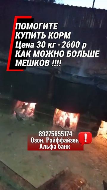 Астрахань, ПРИЮТ ФУНТИКИ умоляет о помощи