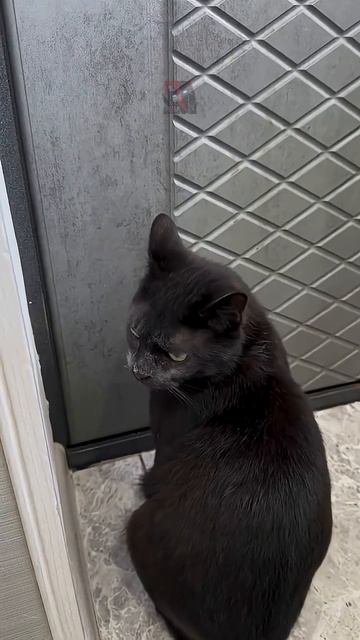Смешные и милые КоТиКи 😼🫶😎