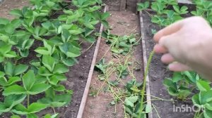 привожу в порядок клубнику🍓🌿/суббота 13 июня/