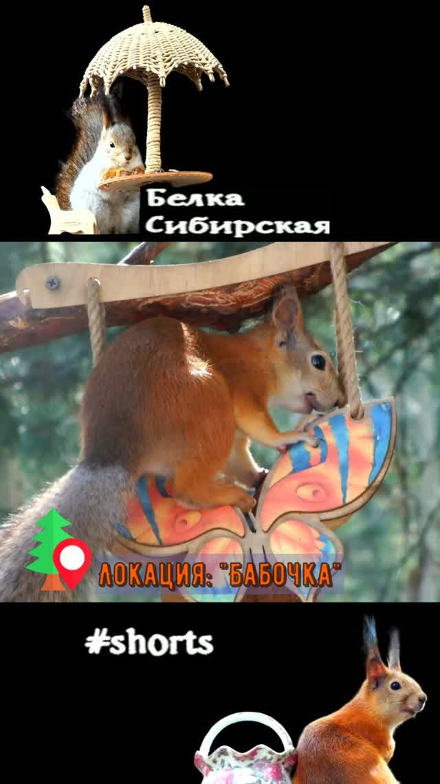 Белка верхом на бабочке